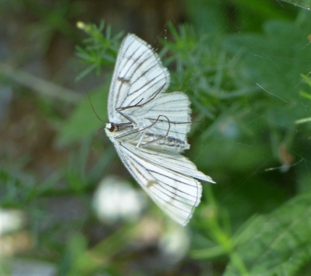 Geometridae: Siona lineata?   S !